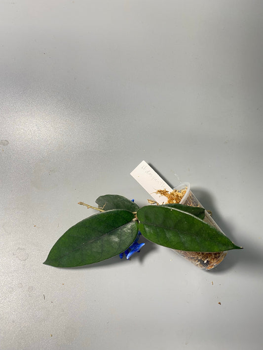 Hoya dasyantha - Unrooted