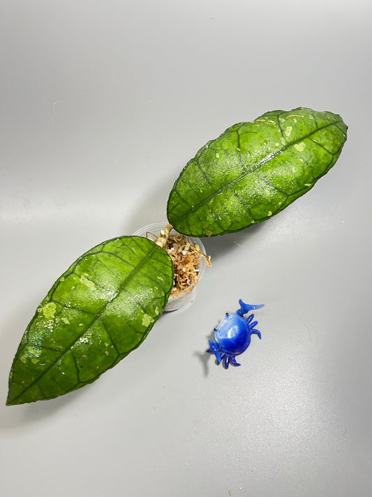 Hoya sp perak Malaysia - Unrooted