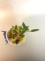 Hoya engleriana - actively growing