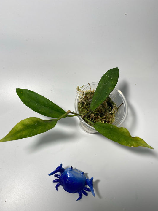 Hoya scortechinii pink UT001- has some roots