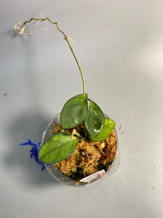 Reserved for Mildred - Hoya hainanensis -  has some roots