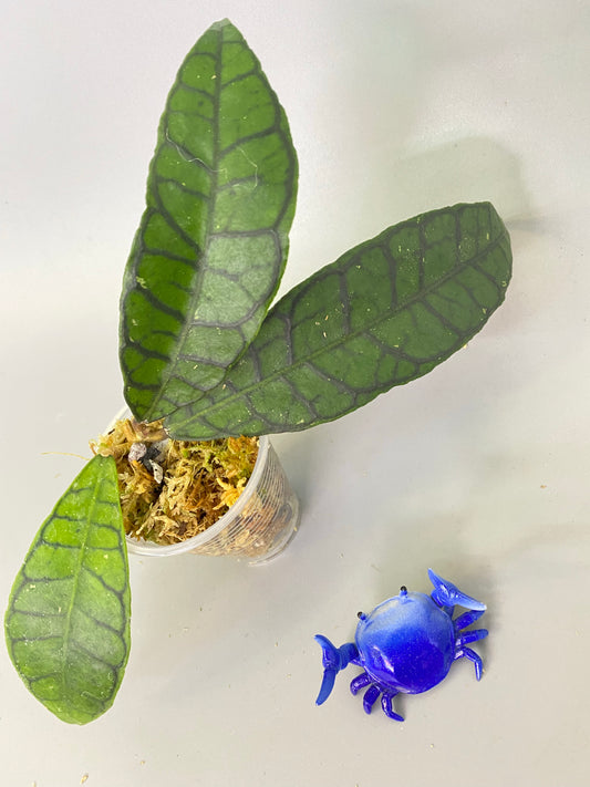 Hoya callistophylla short leaf - starting to root