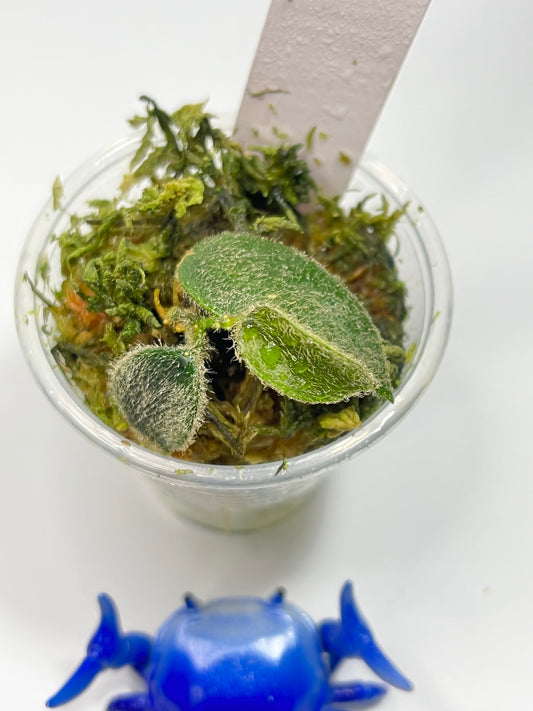 Hoya thomsonii dense hair - has roots