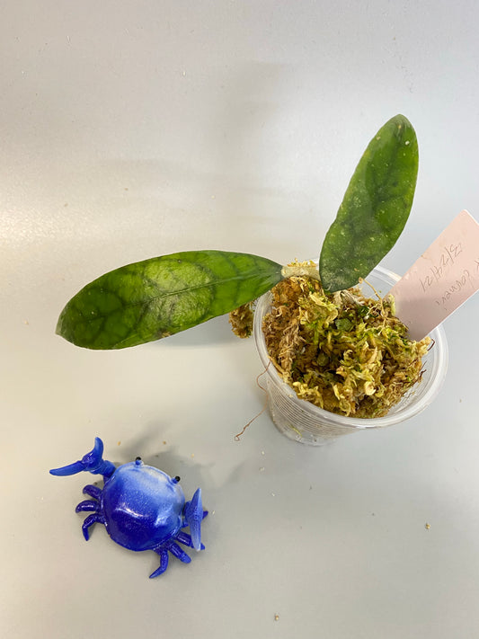 Hoya corneri / SR2012-17 - growth point emerging