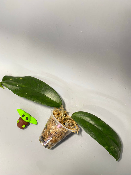 Hoya cv golden eye - unrooted