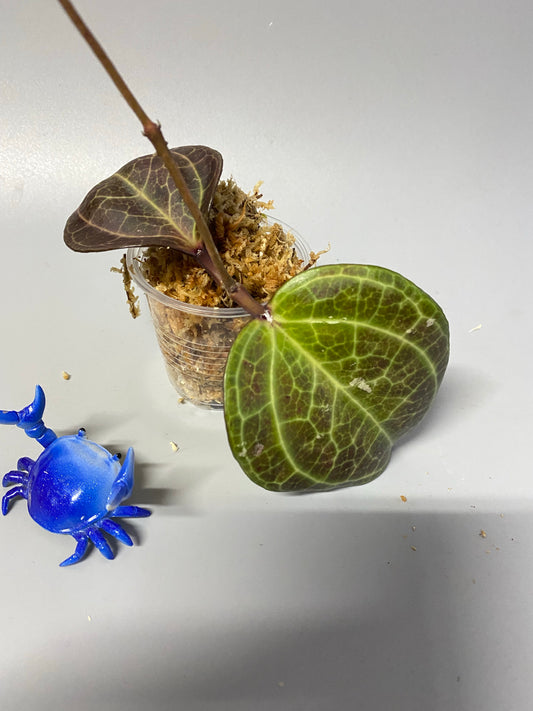 Hoya Sarawak - Unrooted