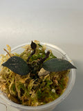 Hoya krohniana black - 2 active growth points