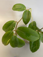 Hoya fitchii - orange - 3 active growth point