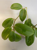 Hoya fitchii - orange - 3 active growth point
