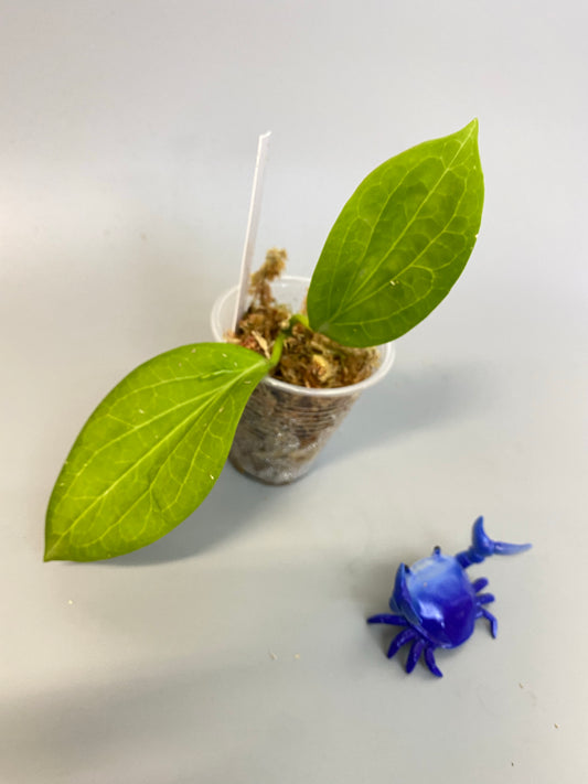 Hoya Hellwigiana - starting to root