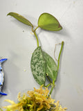 Hoya sp biakensis noid - active growth