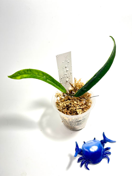 Free addon - Hoya ‘minibelle’ splash reverted - Unrooted