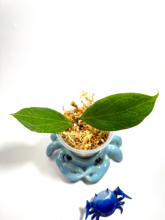 Hoya sp MPR02 - IML 1866 - Unrooted