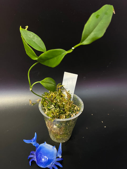 Hoya buotii sunrise - Unrooted