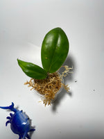 Hoya persicina - unrooted