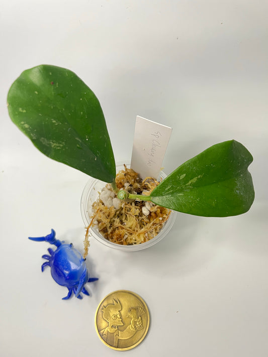 Hoya sp Chiang dao  - Unrooted