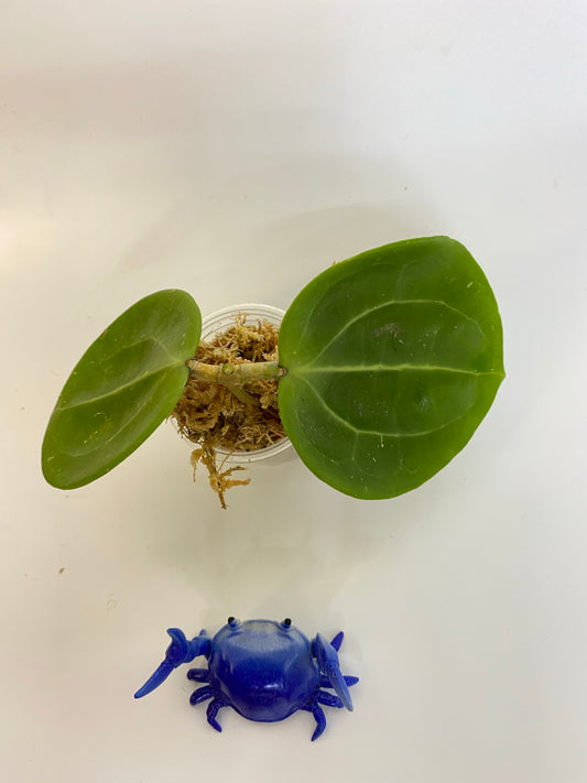 Hoya BP03 - Unrooted