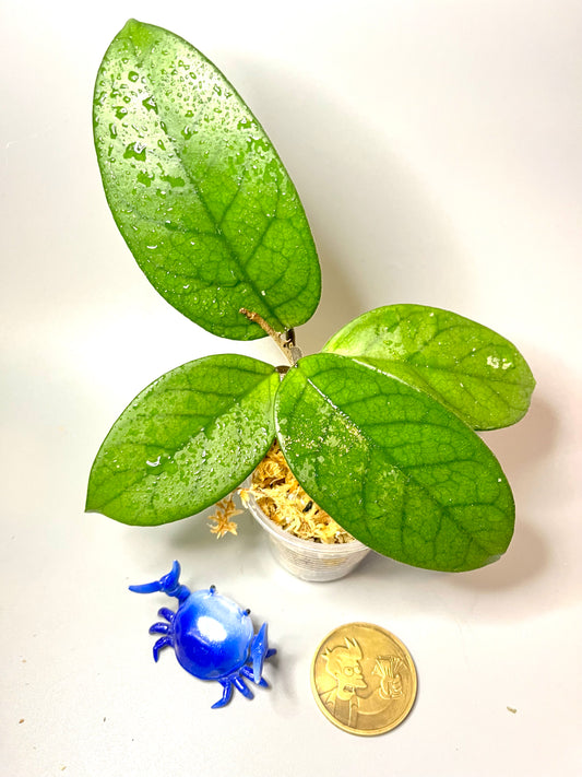 Hoya fungii - has some roots