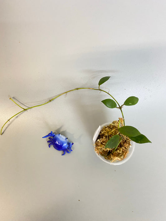 Hoya Rebecca - active growth