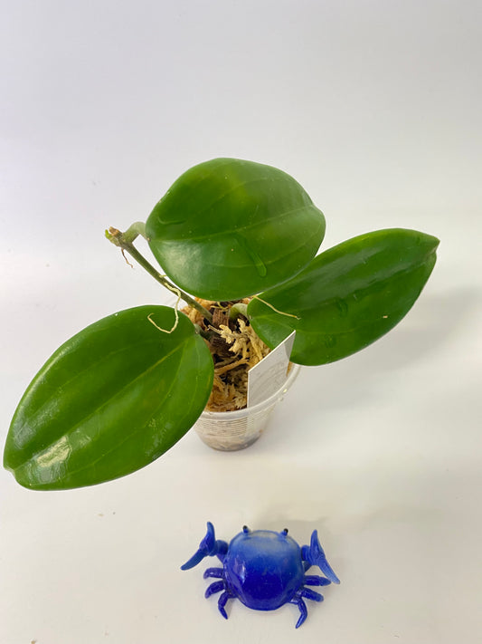 Hoya quinquenervia - growth point forming