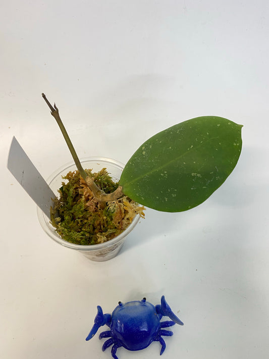 Hoya sweet scent - active growth