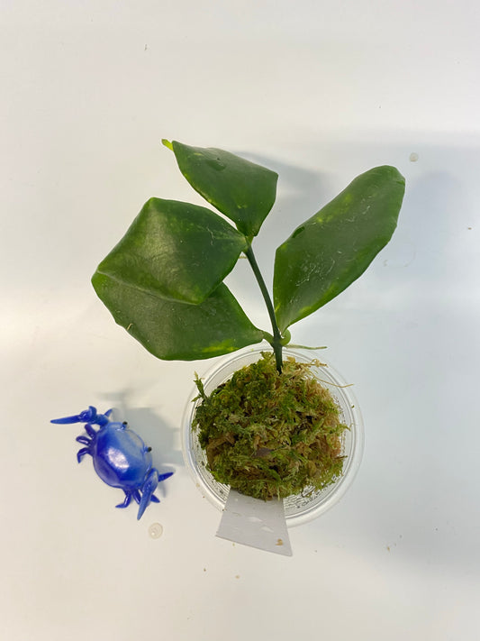 Hoya oblongata / anulata - has active growth