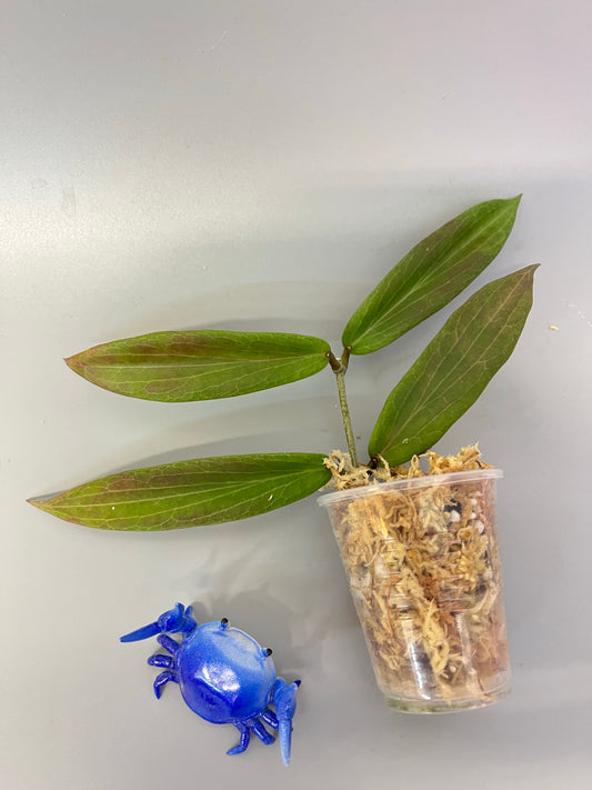 Hoya siariae light pink with some sunstress - Unrooted