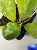 Reserved for Katrina - Hoya mitrata with splash
