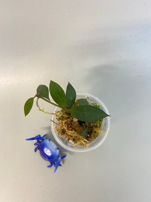 Hoya Rebecca - active growth