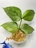 Hoya polyneura broget - Unrooted