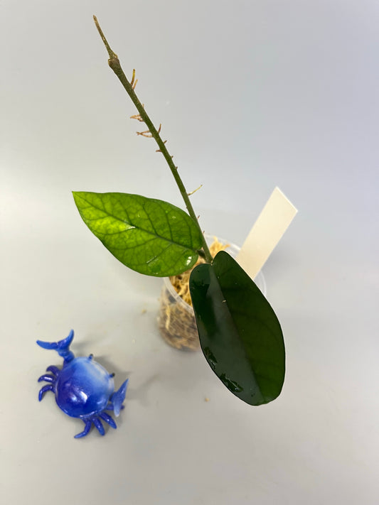 Hoya sp tam Dao- Unrooted