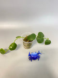 Hoya imbricata - active growth