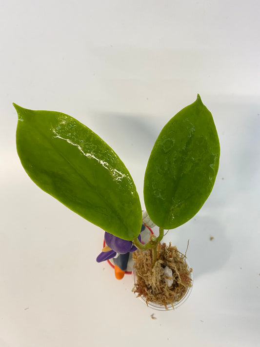 Hoya incrassata - unrooted