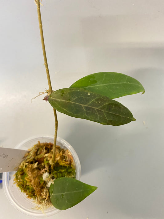 Hoya parasitica - active growth