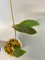 Hoya parasitica - active growth