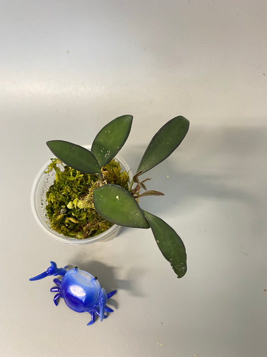 Hoya ‘rosita’-  with active growth