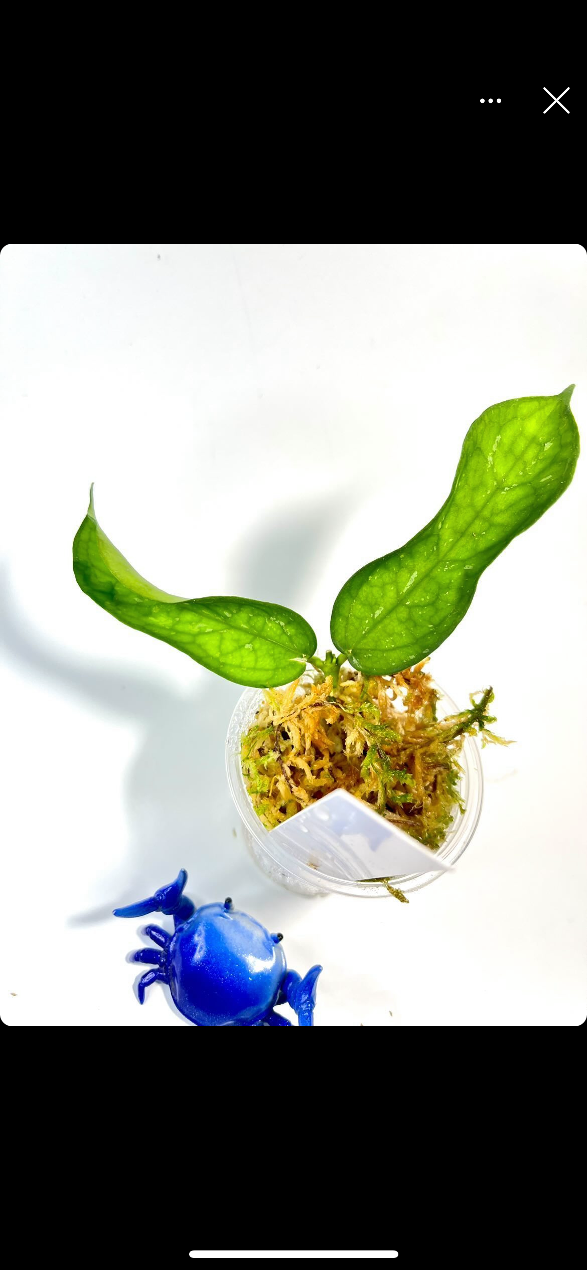 Hoya pandurata - starting to root.