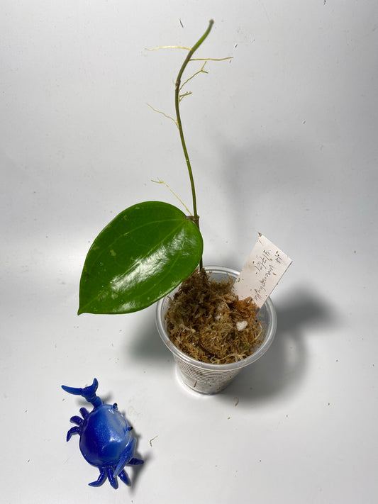 Hoya macrophylla snow queen - starting to root