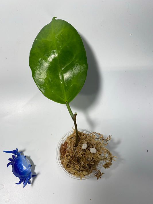 Hoya megalaster - unrooted