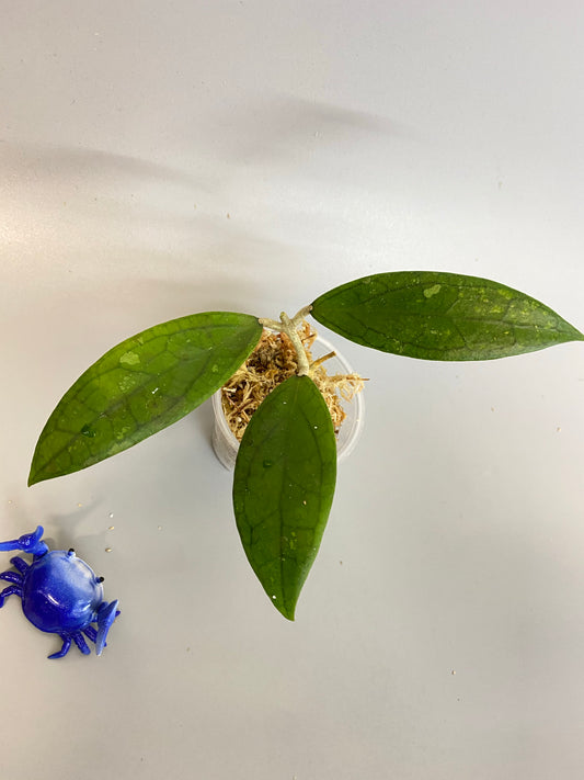 Hoya finlaysonii - unrooted