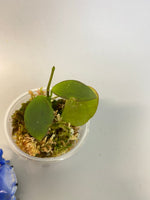 Hoya collina with active growth.