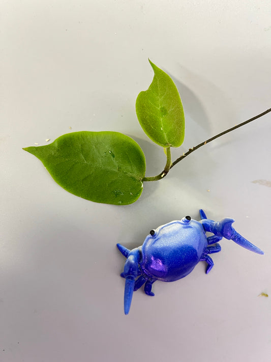 Hoya inflata - fresh cut - 1 node Unrooted