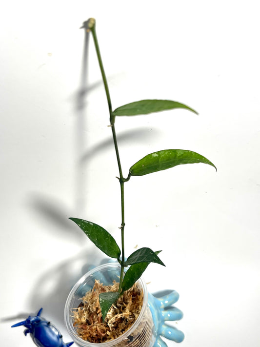 Hoya lacunosa mr tent EPC 329 - Unrooted