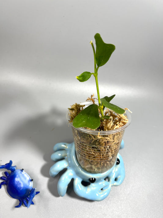 Hoya manipurensis - Unrooted