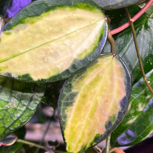Hoya macrophylla pot of gold - fresh cut - Unrooted