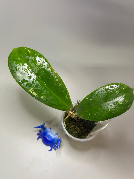 Hoya forbesii sabah - has roots