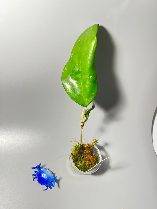 Hoya Joy - has some roots