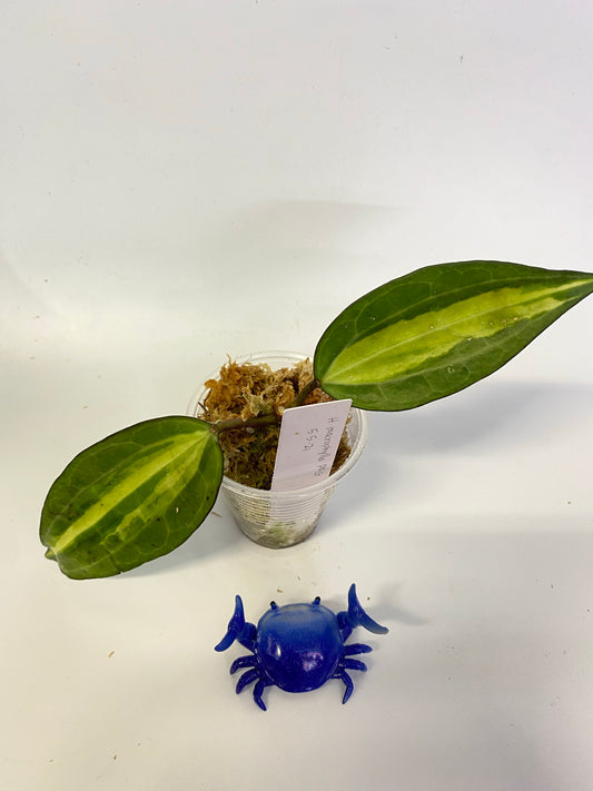 Hoya macrophylla pot of gold - has some roots