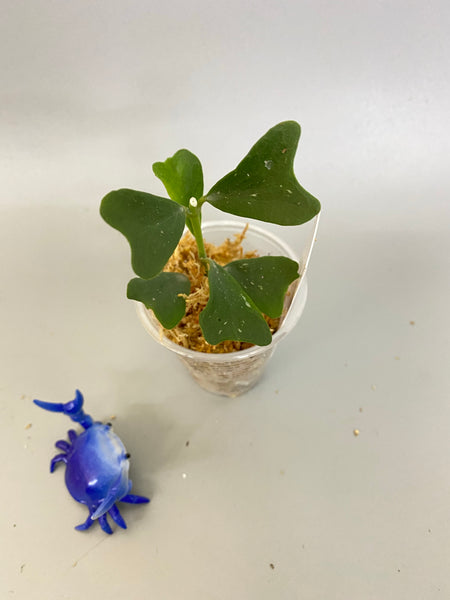 Reserved for Shelly - Hoya manipurensis - unrooted