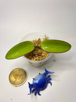 Hoya sp hai phong / Haiphong - unrooted